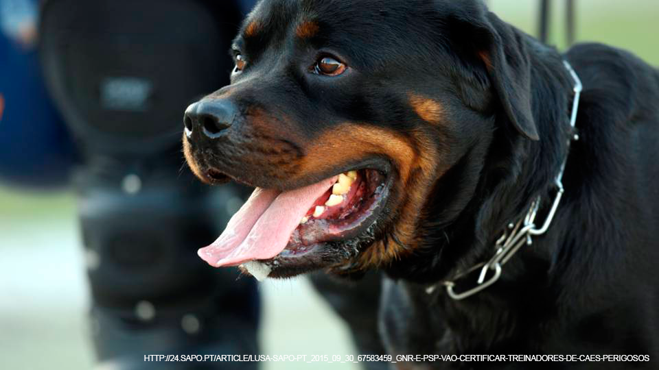 Formação de detentores de cães perigosos e potencialmente perigosos