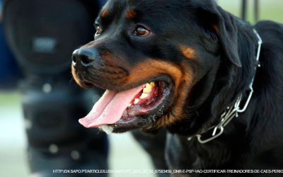 Formação de detentores de cães perigosos e potencialmente perigosos